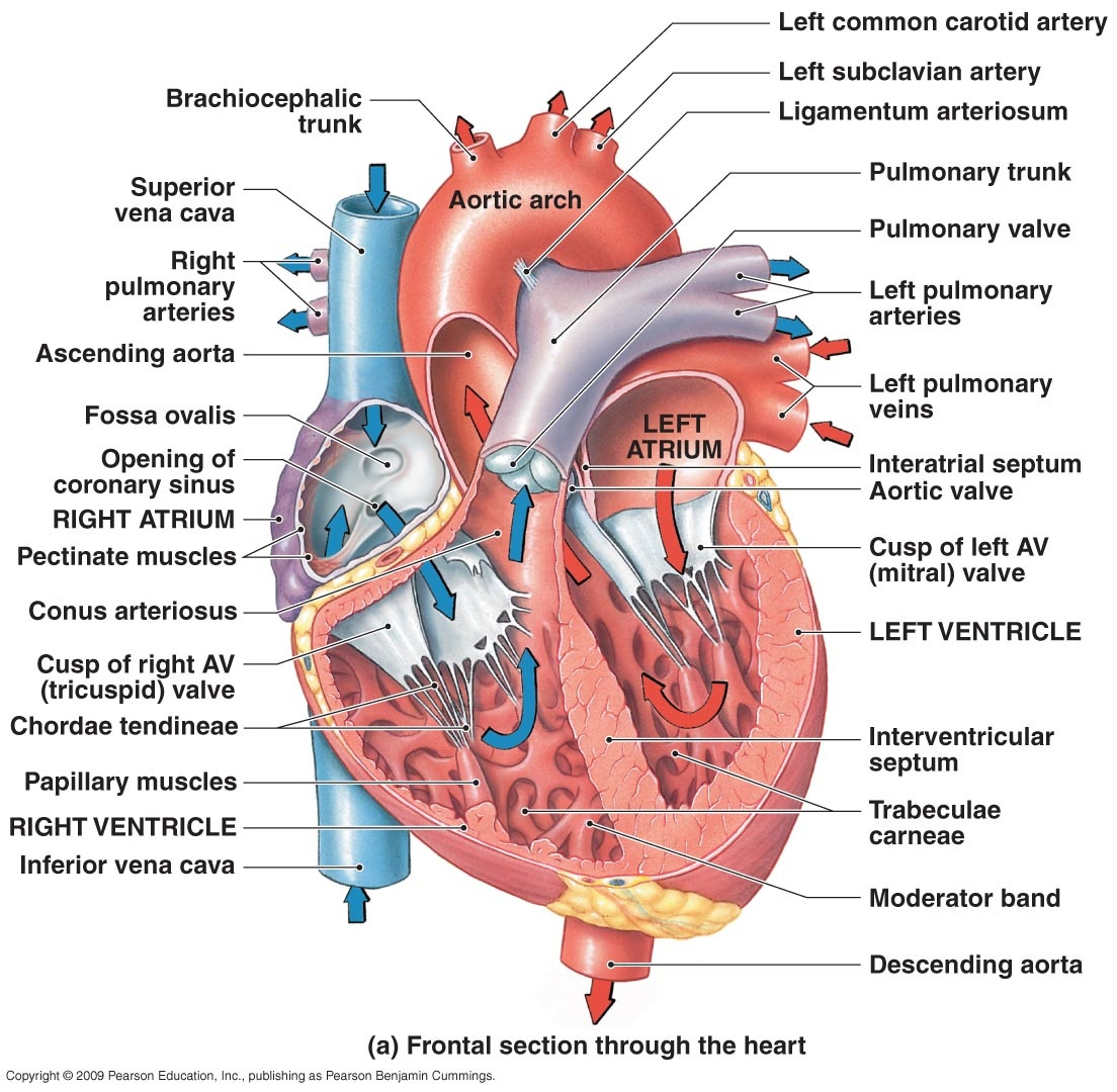 Sheep Heart Diagram