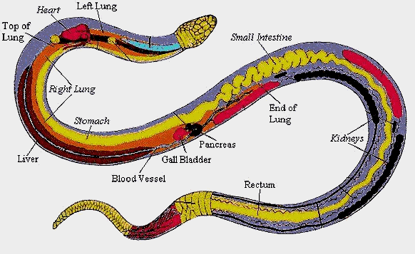 Snake dissection