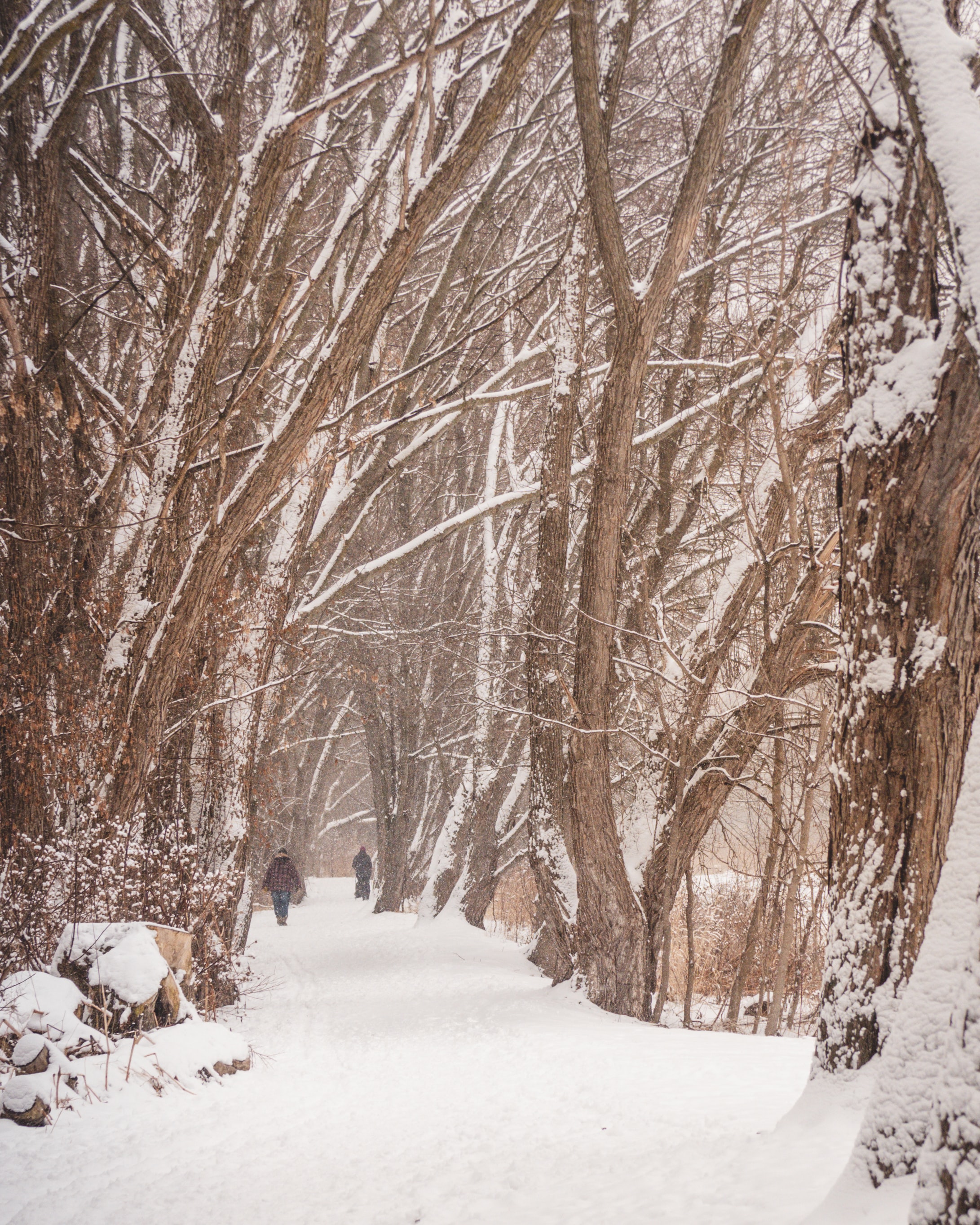 Photo by Patrice Bouchard on Unsplash  Winter wood scene