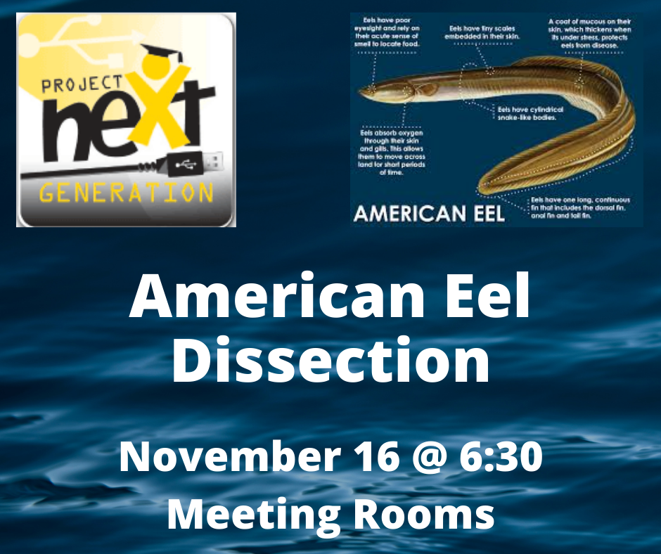 American Eel Dissection on November 16
