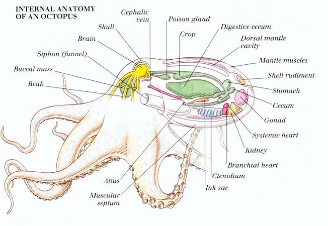internal anatomy of an octopus