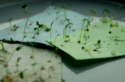 sprouting seed paper