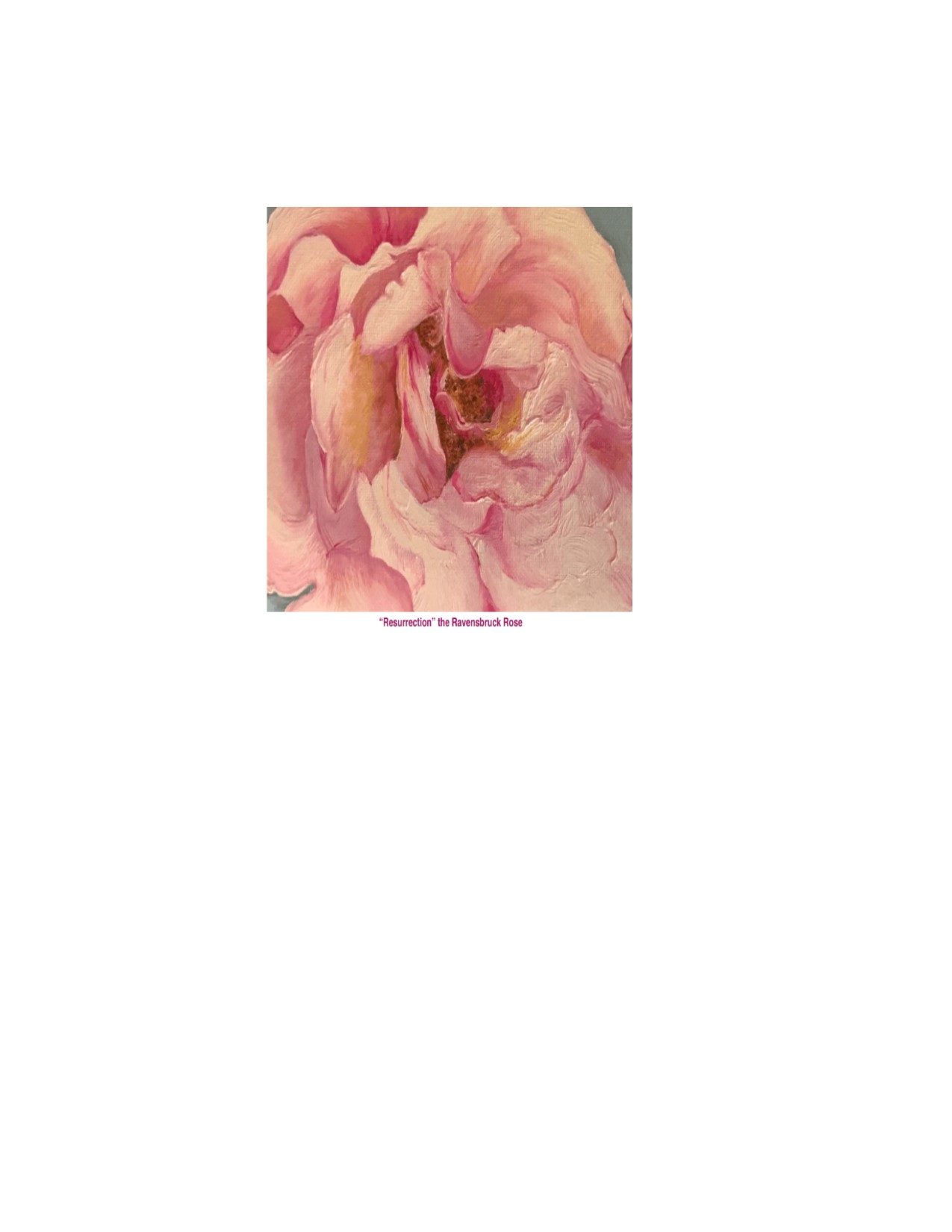 Resurrection--Ravensbruck Rose  large pink rose 