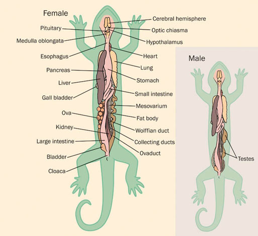 Salamander Anatomy