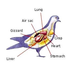 pigeon dissection