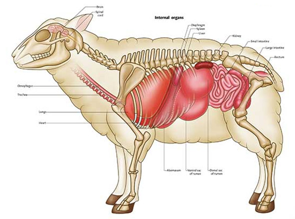 sheep anatomy