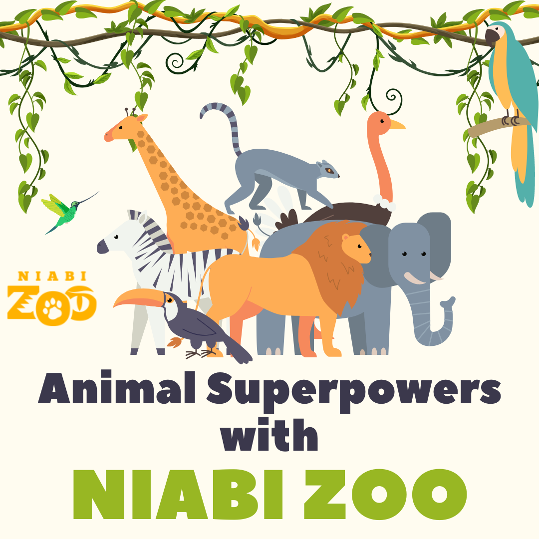 pictures of various zoo animals over Animal Superpowers with Niabi Zoo