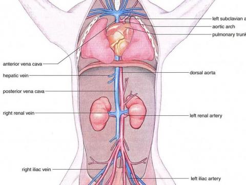 fetal pig dissection diagram