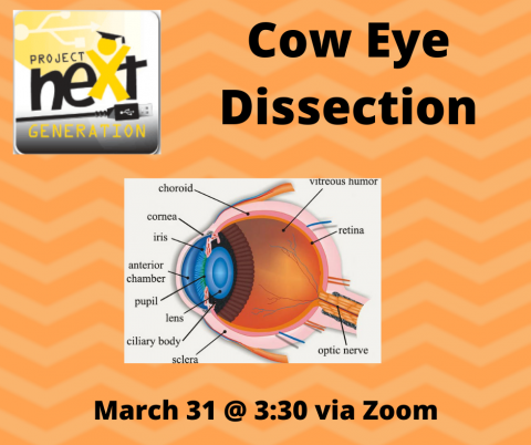 Cow Eye Dissection