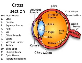 sheep eye anatomy