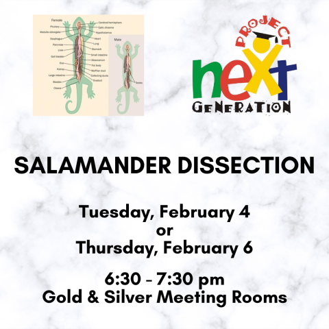 salamander dissection February 4 or 6 at 6:30 pm