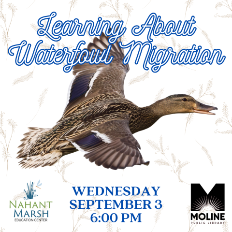 learning about waterfowl migration / wednesday september 3