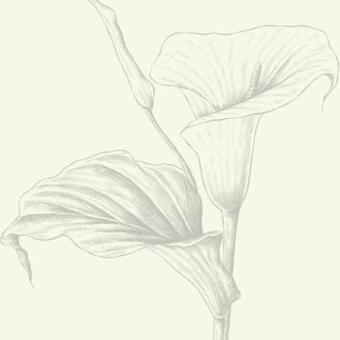 Sketch of closeup of a lily.