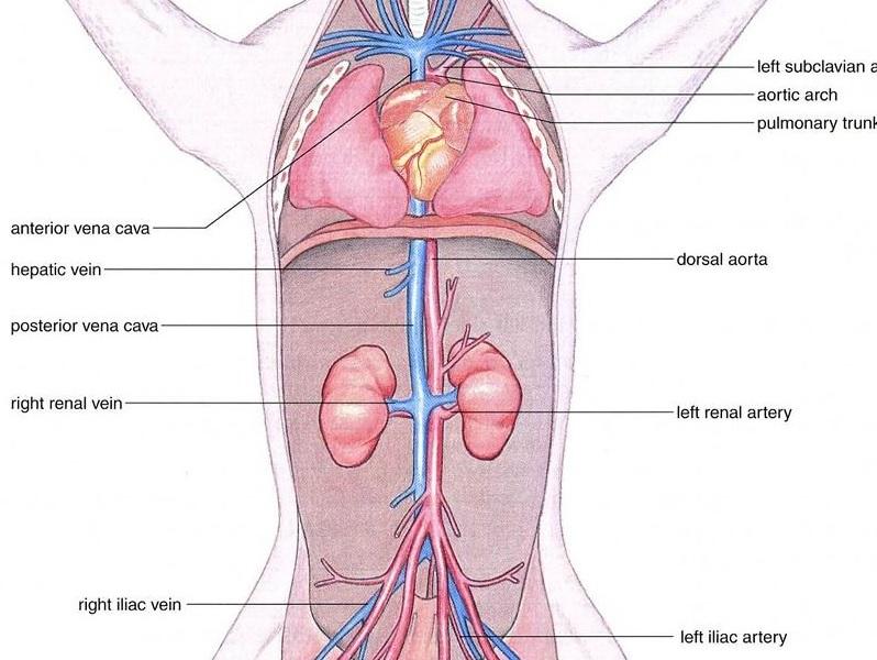 fetal pig dissection diagram