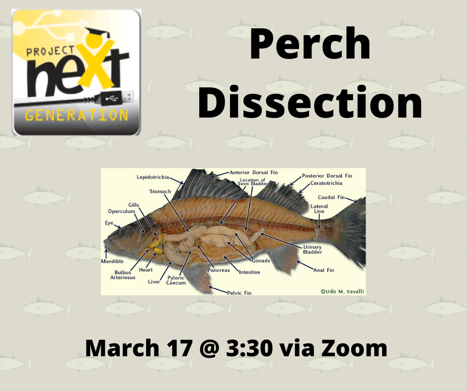 Perch Dissection