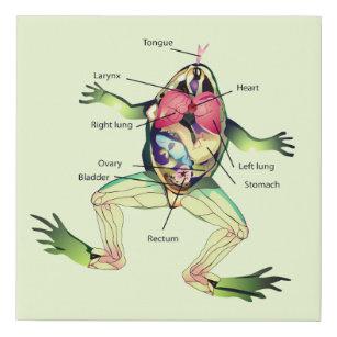 toad anatomy