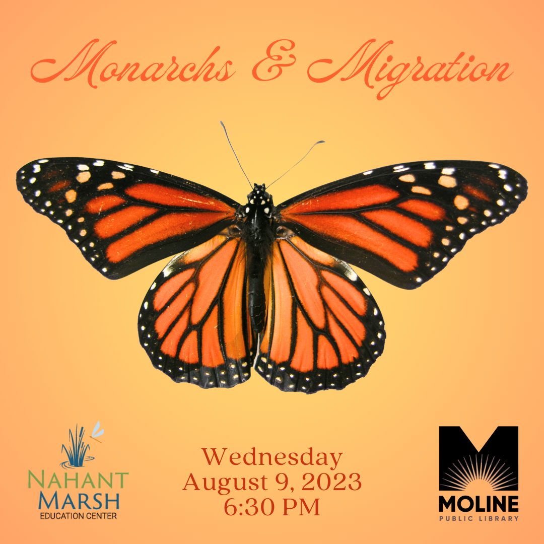 monarchs & migration with nahant marsh / august 9