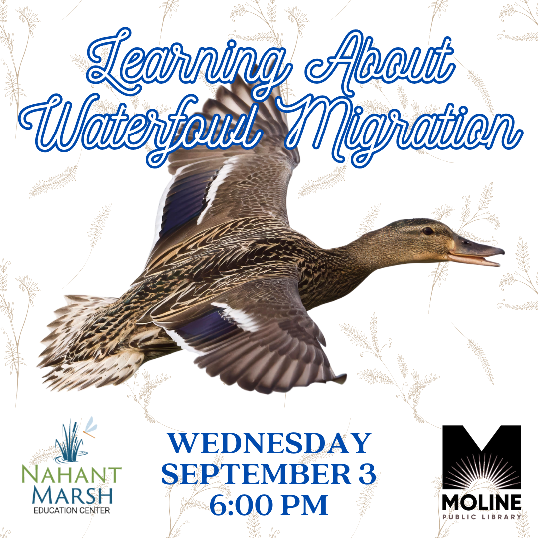 learning about waterfowl migration / wednesday september 3