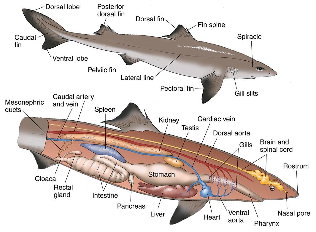 Image of a dogfish shark with dissection labels